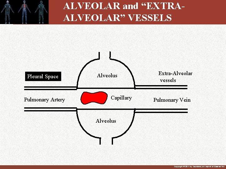 ALVEOLAR and “EXTRAALVEOLAR” VESSELS Pleural Space Pulmonary Artery Alveolus Capillary Extra-Alveolar vessels Pulmonary Vein