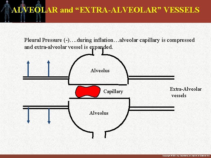 ALVEOLAR and “EXTRA-ALVEOLAR” VESSELS Pleural Pressure (-)…. during inflation…alveolar capillary is compressed and extra-alveolar ALVEOLAR and “EXTRA-ALVEOLAR” VESSELS Pleural Pressure (-)…. during inflation…alveolar capillary is compressed and extra-alveolar