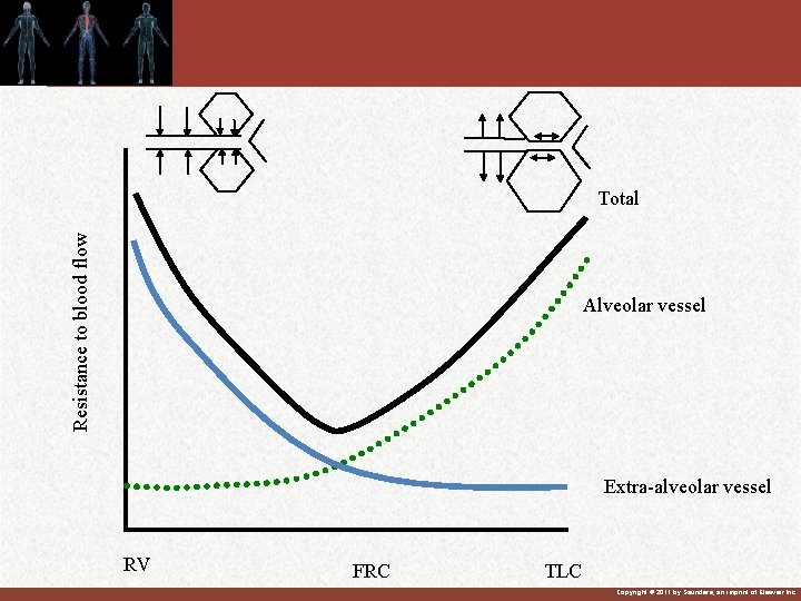 Resistance to blood flow Total Alveolar vessel Extra-alveolar vessel RV FRC TLC Copyright © Resistance to blood flow Total Alveolar vessel Extra-alveolar vessel RV FRC TLC Copyright ©