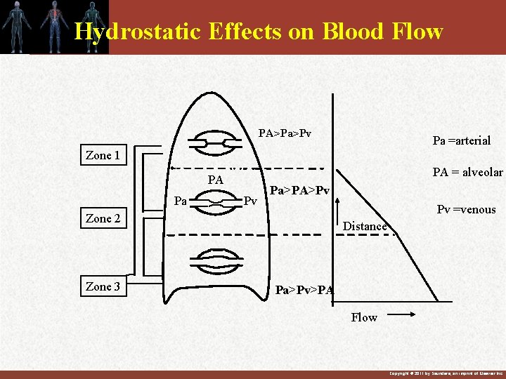 Hydrostatic Effects on Blood Flow PA>Pa>Pv Pa =arterial Zone 1 PA = alveolar PA