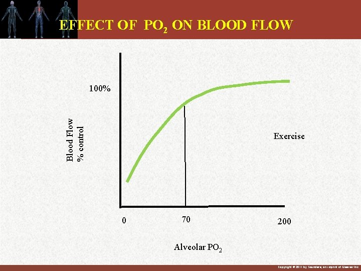 EFFECT OF PO 2 ON BLOOD FLOW Blood Flow % control 100% Exercise 0