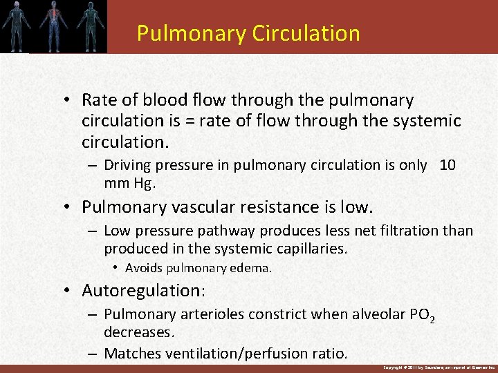 Pulmonary Circulation • Rate of blood flow through the pulmonary circulation is = rate