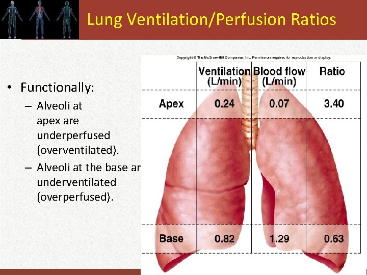 Lung Ventilation/Perfusion Ratios • Functionally: – Alveoli at apex are underperfused (overventilated). – Alveoli