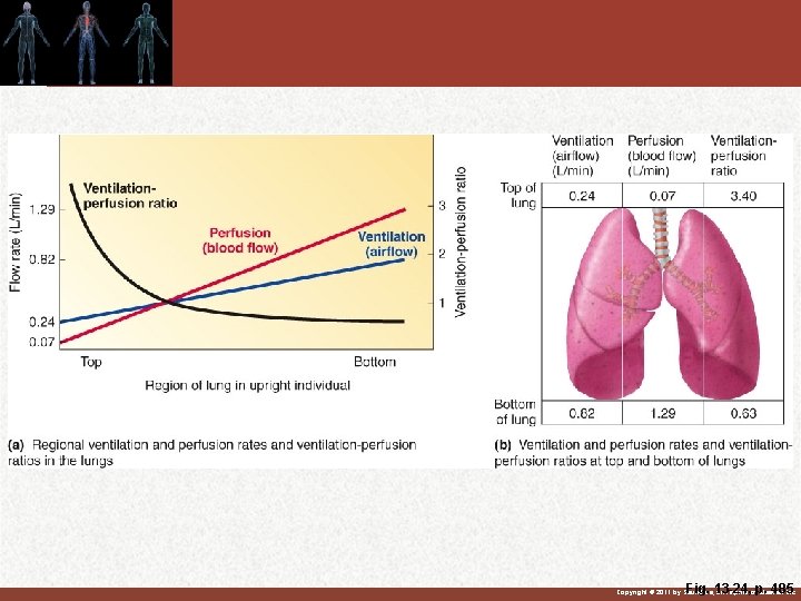 Fig. 13 -24, p. 485 Copyright © 2011 by Saunders, an imprint of Elsevier Fig. 13 -24, p. 485 Copyright © 2011 by Saunders, an imprint of Elsevier
