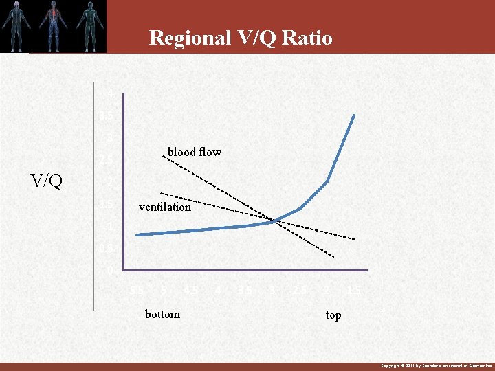 Regional V/Q Ratio blood flow V/Q ventilation bottom top Copyright © 2011 by Saunders,