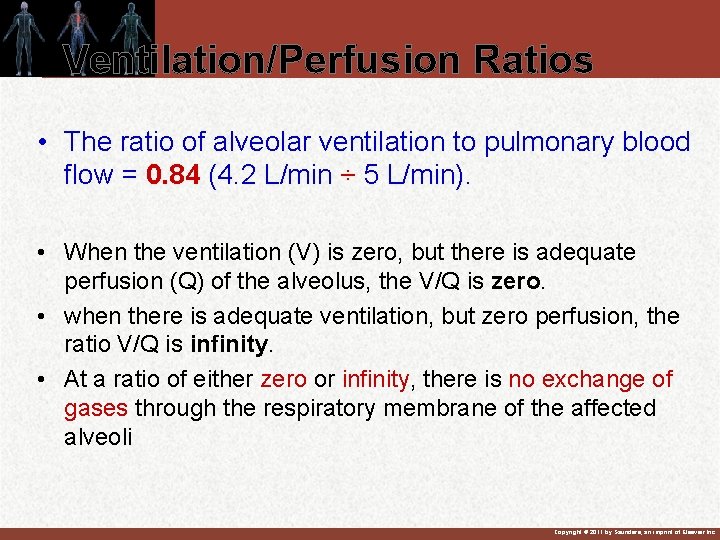 Ventilation/Perfusion Ratios • The ratio of alveolar ventilation to pulmonary blood flow = 0. Ventilation/Perfusion Ratios • The ratio of alveolar ventilation to pulmonary blood flow = 0.