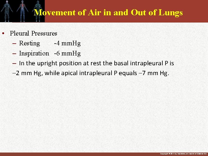 Movement of Air in and Out of Lungs • Pleural Pressures – Resting -4