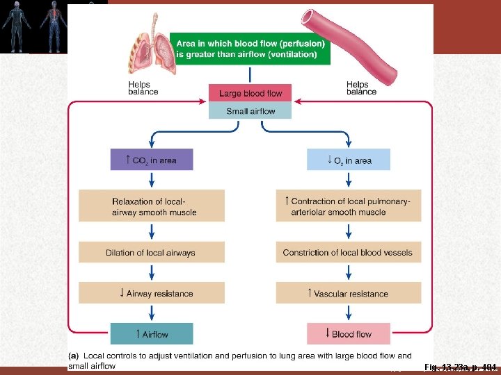 Fig. 13 -23 a, p. 484 Copyright © 2011 by Saunders, an imprint of Fig. 13 -23 a, p. 484 Copyright © 2011 by Saunders, an imprint of