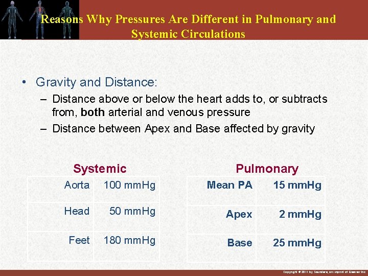 Reasons Why Pressures Are Different in Pulmonary and Systemic Circulations • Gravity and Distance: