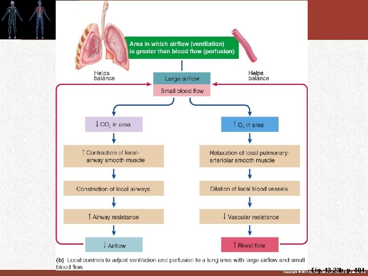 Fig. 13 -23 b, p. 484 Copyright © 2011 by Saunders, an imprint of Fig. 13 -23 b, p. 484 Copyright © 2011 by Saunders, an imprint of