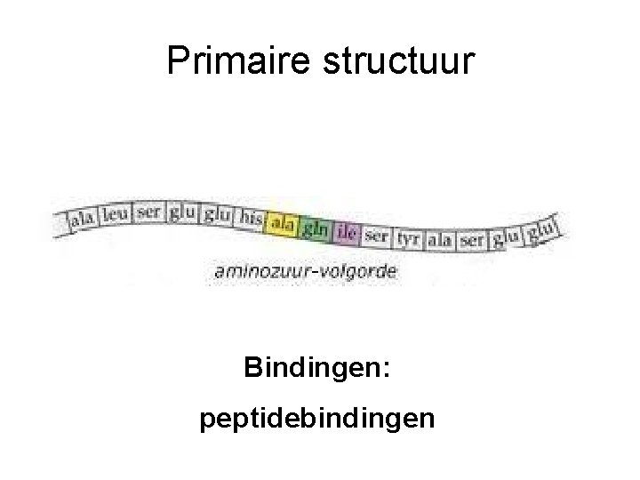 Primaire structuur Bindingen: peptidebindingen 