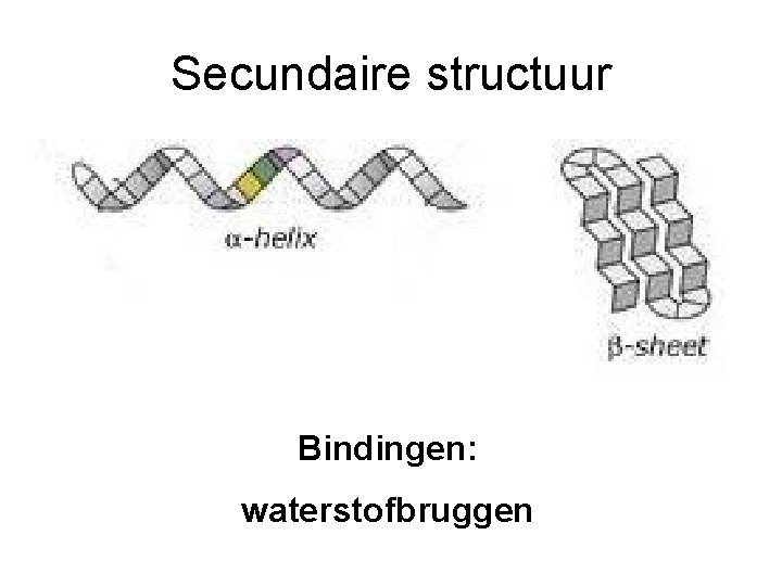 Secundaire structuur Bindingen: waterstofbruggen 