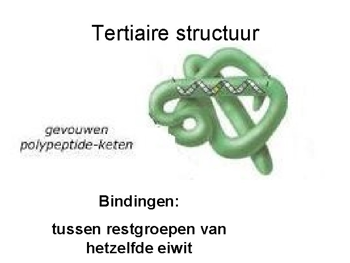 Tertiaire structuur Bindingen: tussen restgroepen van hetzelfde eiwit 