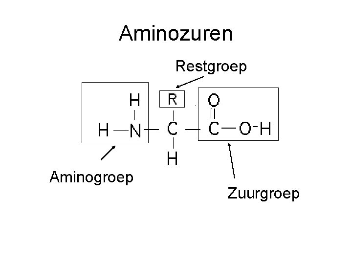 Aminozuren Restgroep Aminogroep Zuurgroep 