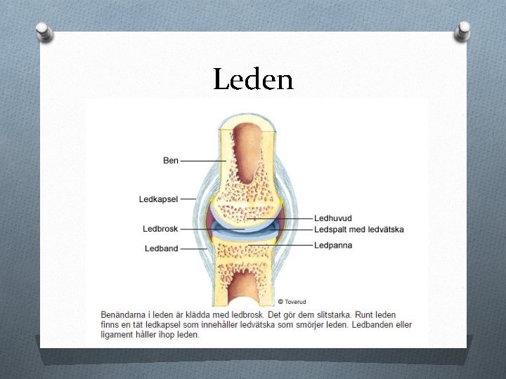 Leden 