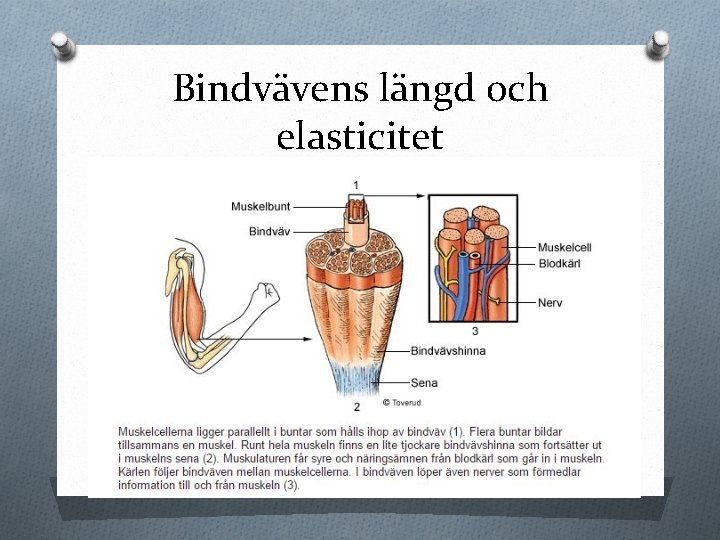 Bindvävens längd och elasticitet 