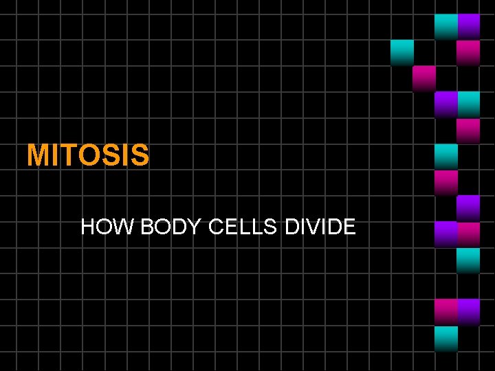 MITOSIS HOW BODY CELLS DIVIDE 