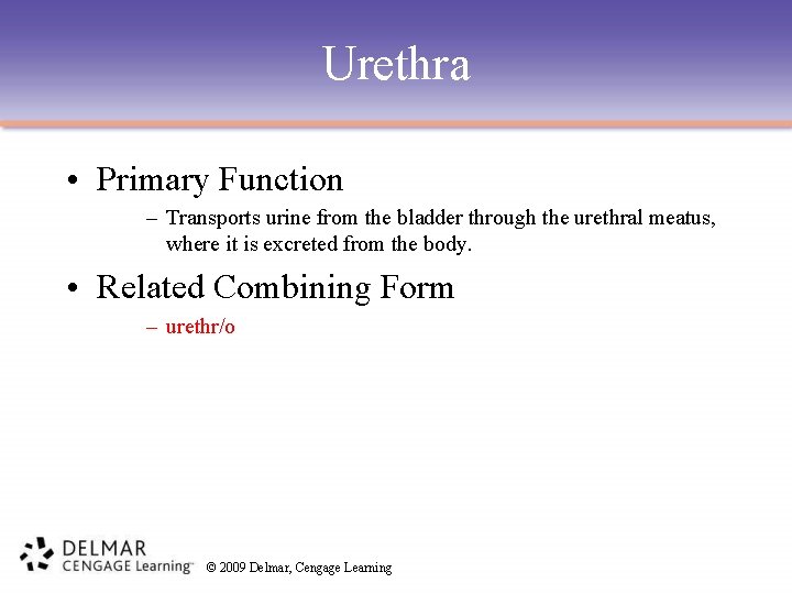 Urethra • Primary Function – Transports urine from the bladder through the urethral meatus,