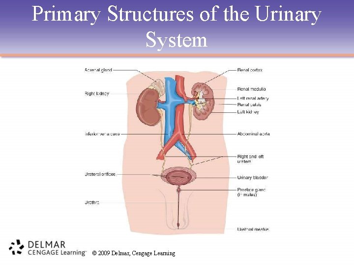 Primary Structures of the Urinary System © 2009 Delmar, Cengage Learning 
