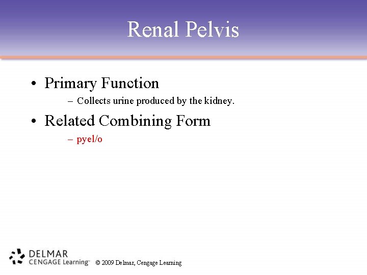 Renal Pelvis • Primary Function – Collects urine produced by the kidney. • Related