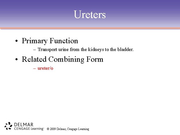 Ureters • Primary Function – Transport urine from the kidneys to the bladder. •