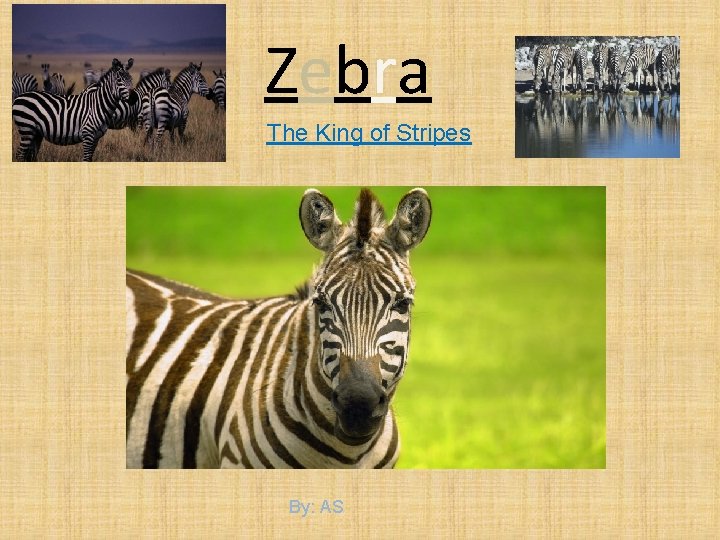 Zebra The King of Stripes By: AS 