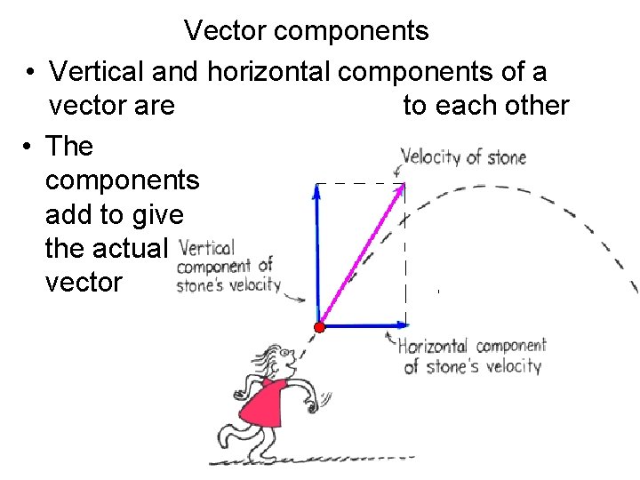 Vector components • Vertical and horizontal components of a vector are to each other