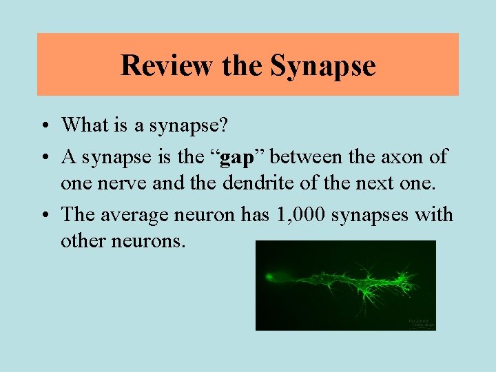 Review the Synapse • What is a synapse? • A synapse is the “gap”