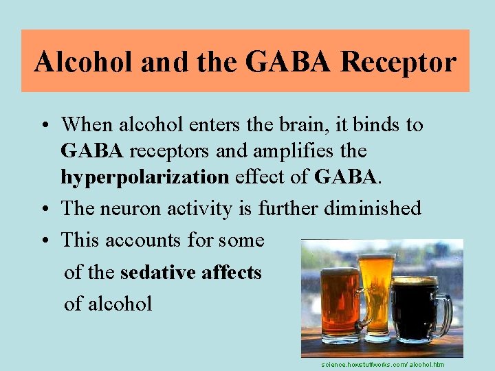 Alcohol and the GABA Receptor • When alcohol enters the brain, it binds to