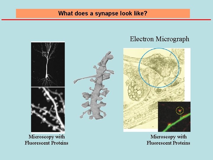 What does a synapse look like? Electron Micrograph Microscopy with Fluorescent Proteins 