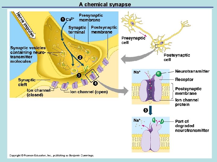 A chemical synapse 