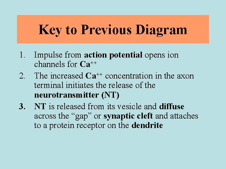 Key to Previous Diagram 1. Impulse from action potential opens ion channels for Ca++
