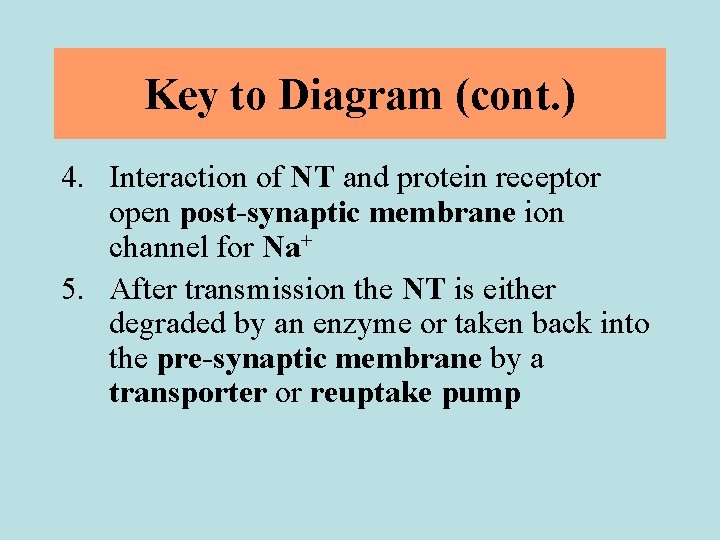 Key to Diagram (cont. ) 4. Interaction of NT and protein receptor open post-synaptic