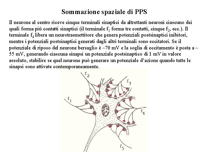 Sommazione spaziale di PPS Il neurone al centro riceve cinque terminali sinaptici da altrettanti