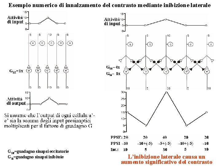 Esempio numerico di innalzamento del contrasto mediante inibizione laterale GSE=guadagno sinapsi eccitatorie GSi=guadagno sinapsi