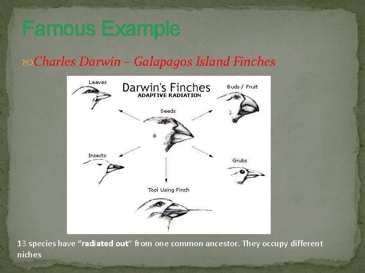 Famous Example Charles Darwin – Galapagos Island Finches 13 species have “radiated out” from