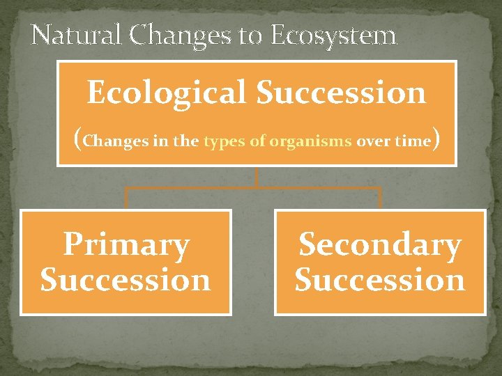 Natural Changes to Ecosystem Ecological Succession (Changes in the types of organisms over time)