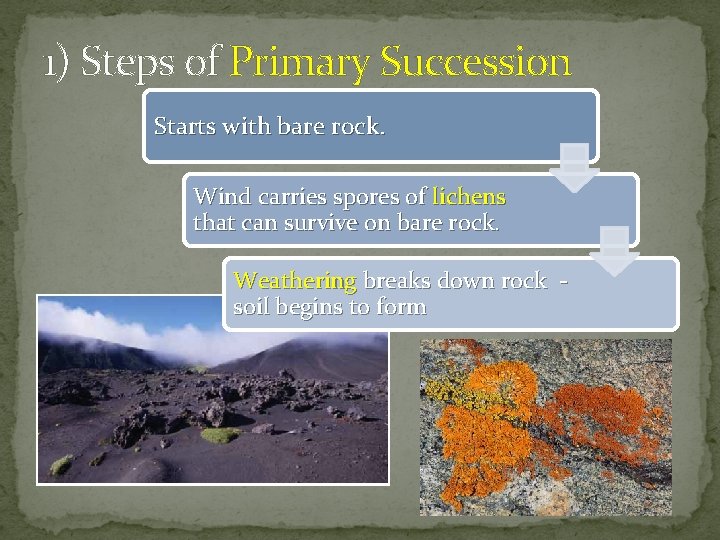 1) Steps of Primary Succession Starts with bare rock. Wind carries spores of lichens
