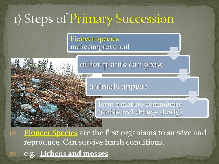 1) Steps of Primary Succession Pioneer species make/improve soil other plants can grow animals