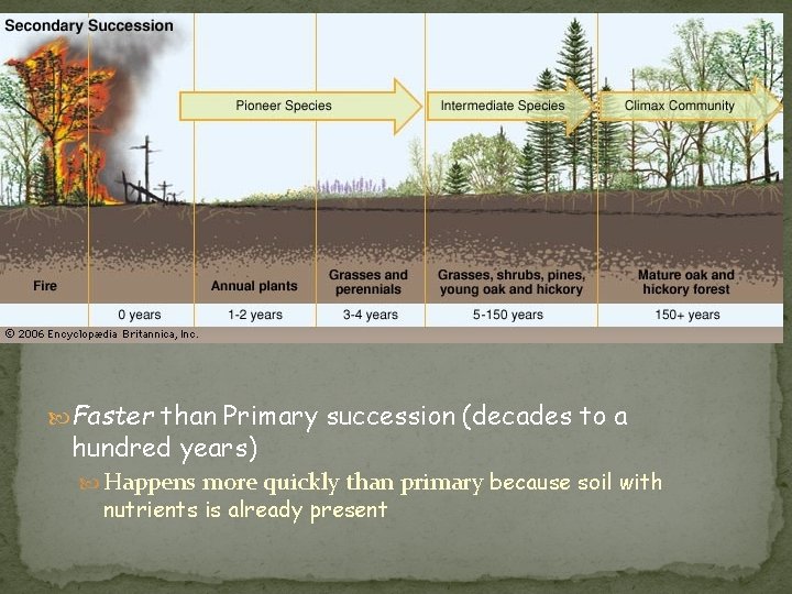  Faster than Primary succession (decades to a hundred years) Happens more quickly than