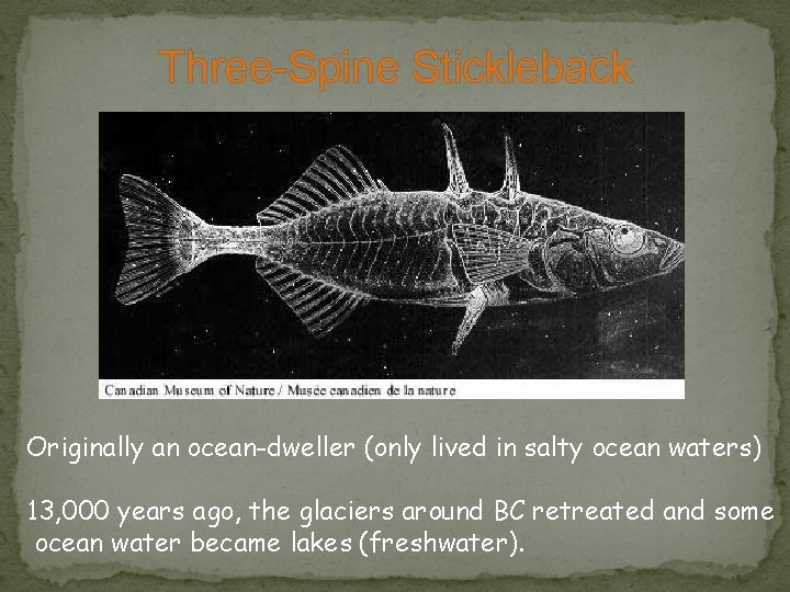 Three-Spine Stickleback Originally an ocean-dweller (only lived in salty ocean waters) 13, 000 years