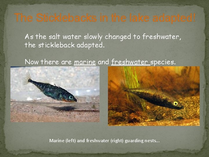 The Sticklebacks in the lake adapted! As the salt water slowly changed to freshwater,