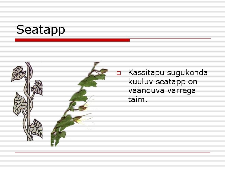 Seatapp o Kassitapu sugukonda kuuluv seatapp on väänduva varrega taim. 