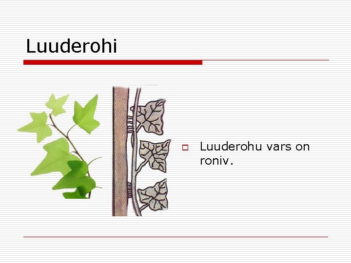 Luuderohi o Luuderohu vars on roniv. 