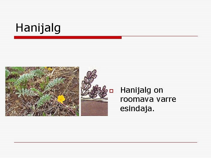 Hanijalg on roomava varre esindaja. 