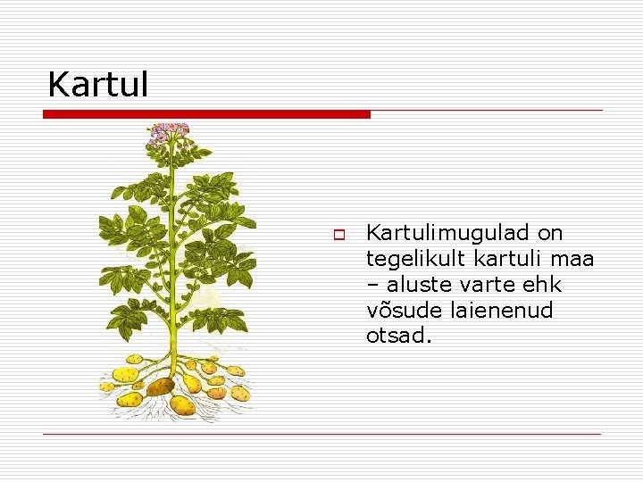 Kartul o Kartulimugulad on tegelikult kartuli maa – aluste varte ehk võsude laienenud otsad.