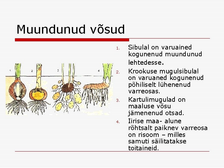 Muundunud võsud 1. 2. 3. 4. Sibulal on varuained kogunenud muundunud lehtedesse. Krookuse mugulsibulal