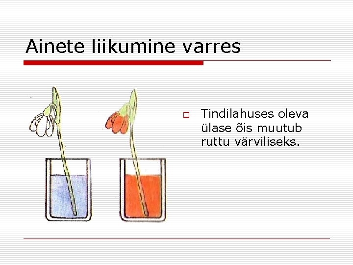 Ainete liikumine varres o Tindilahuses oleva ülase õis muutub ruttu värviliseks. 