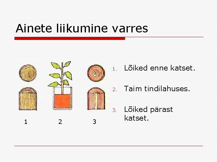 Ainete liikumine varres 1 2 3 1. Lõiked enne katset. 2. Taim tindilahuses. 3.