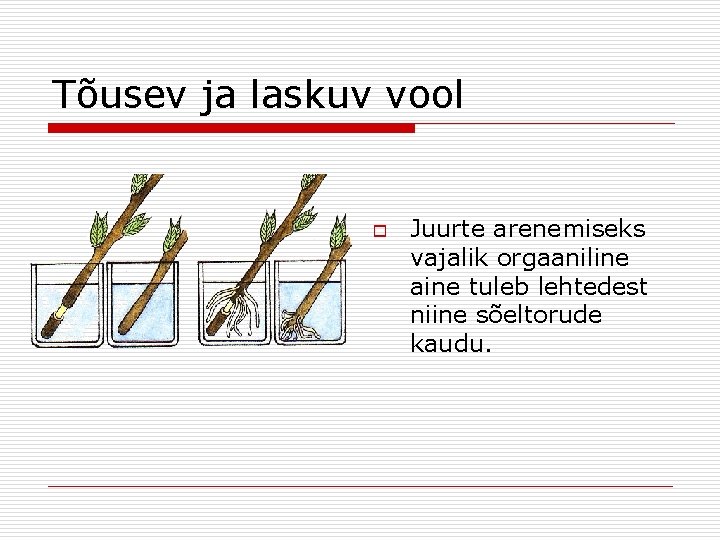 Tõusev ja laskuv vool o Juurte arenemiseks vajalik orgaaniline aine tuleb lehtedest niine sõeltorude